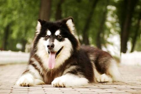 阿拉斯加幼犬的价格是几？佳养吗？ 