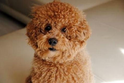 泰迪犬