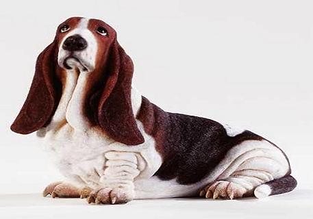 阿拉斯加犬怎么养？在养的时候我们需要注意哪些问题？(图2)