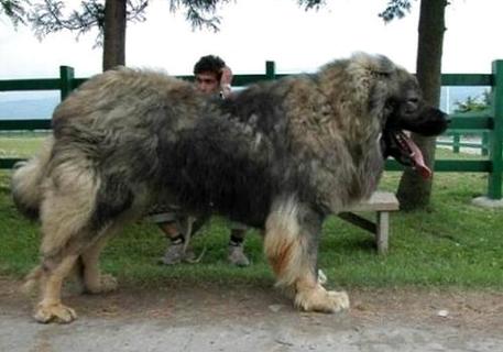  高加索还有藏獒在大型犬中比较厉害的是哪一个呢？(图1)