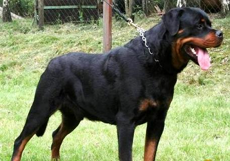 养罗威纳犬的坏处有哪些？罗威纳犬价格多少？(图2)