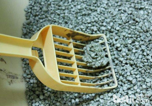 猫砂用哪种比拟佳？
