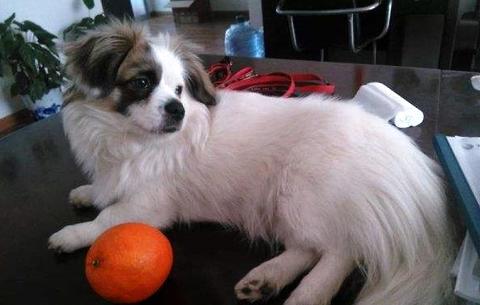 蝴蝶犬几钱一只？吻合你的情绪价位吗？ 