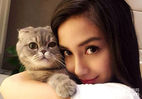 姚朝襟怀猫咪，为什么明星都爱猫？