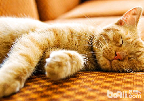  安置果然是猫咪的嗜佳？