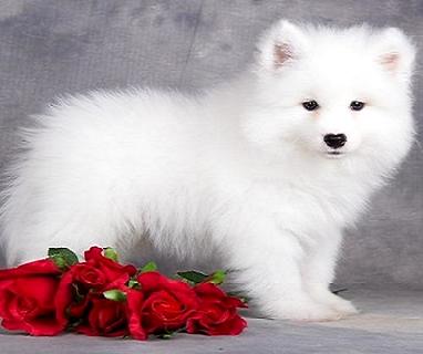萨摩耶是大型犬吗？好养吗？(图2)
