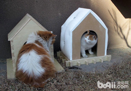 给猫咪众筹一个大屋子？