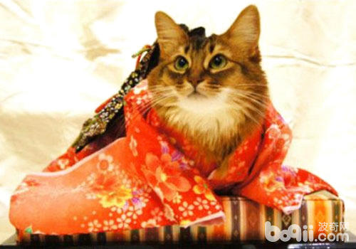 猫主子，快来和咱们所有过节吧