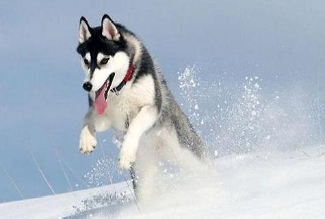 阿拉斯加犬跟哈士奇 