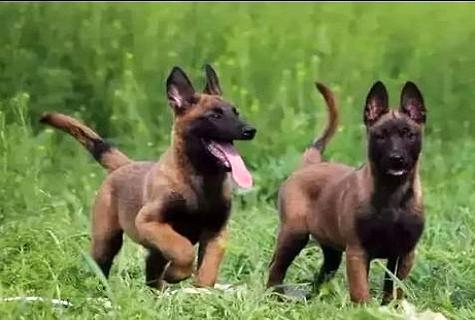 马犬为什么喜好咬主人 怎么样预防这种局面？