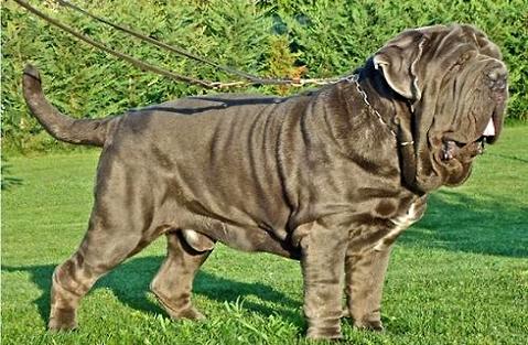 意大利纽波利顿犬几钱一只？佳养吗？ 