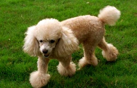 如何训练小型贵宾犬握手？(图1)