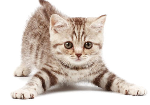 猫咪探秘：它们有哪些奇异的天性？