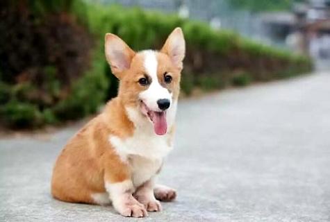柯基犬几钱一只？ 这三方面会作用其价钱