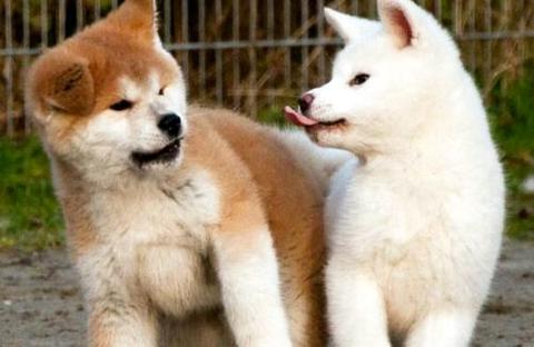 想养秋田犬的铲屎官们，领会秋田犬普遍几钱吗？ 