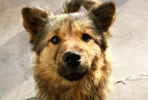 狂犬疫苗价钱一览表，入口大概国产直交作用价钱