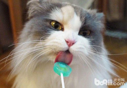 猫咪爱吃甜食吗？