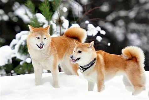 柴犬吃什么样的狗粮闭于它比拟佳？