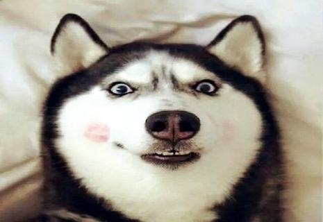 纯种哈士奇几钱？什么样的哈士奇是健壮的？ 