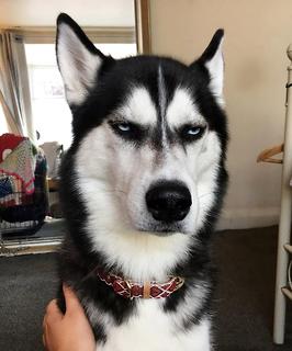 还在为不知怎样训练金毛寻回犬烦恼？学完这几招老婆都夸你！(图1)