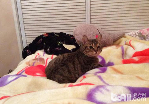 猫咪乱撒尿后怎样除尿味？