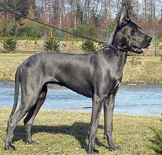 你了解巨型客人犬几钱一只吗？ 