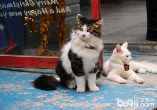 新猫入家门：怎样把它引睹给其余猫？