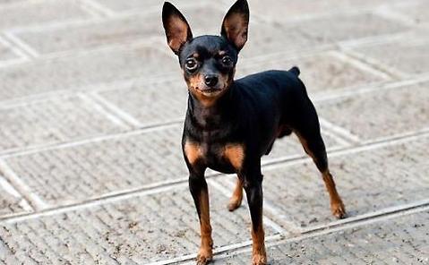 几个简单步骤，让你的杜宾犬忠心护主(图1)