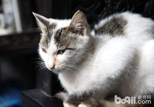 养猫的人更需管制本人的心情？