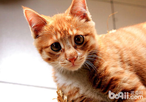 猫咪老了？暮年期猫咪有哪些展现？