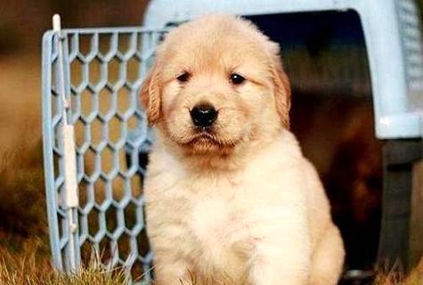 金毛寻回犬的价钱 