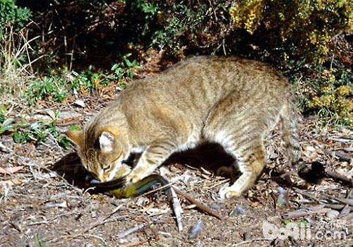 作用澳洲生态百般性的竟然是野猫？
