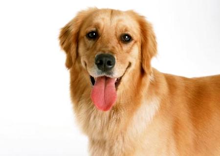 给狗挨一针狂犬疫苗几钱？