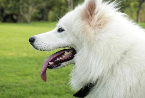 边境牧羊犬训练用品，一起来看看吧。(图1)