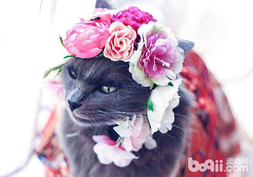 颜值爆表：猫咪也不妨很有气质
