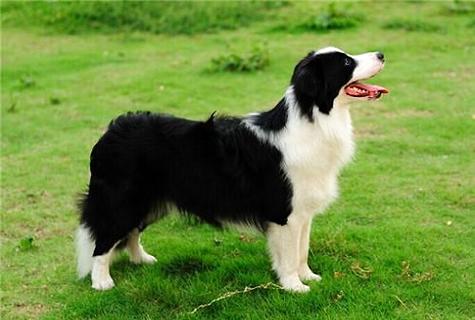 边疆牧羊犬佳养吗？豢养感受怎么样？ 