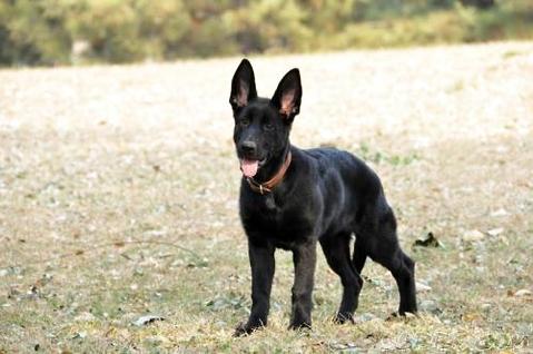 怎样训练东德犬看家呢！一起来看看吧！(图1)