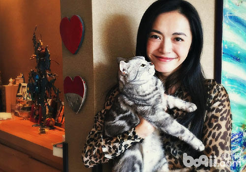 姚朝襟怀猫咪，为什么明星都爱猫？
