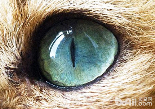 猫咪隐形眼镜，处理近视一步到位