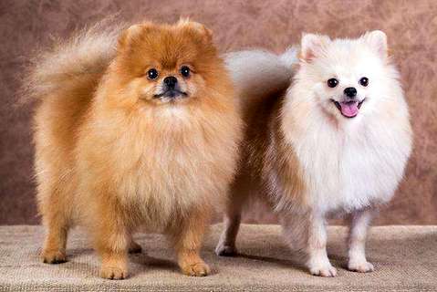 英系专美犬价钱终归是怎样定的？