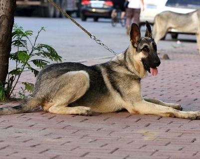 狼青犬几钱一只？佳养吗？