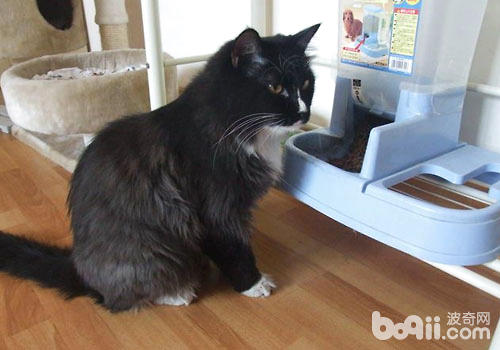 和猫咪同用餐具?你承诺，猫承诺吗？