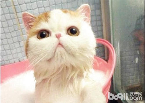 如何让宠物猫洗澡比较顺利？