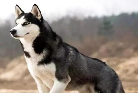 阿拉斯加犬和哈士奇的辨别大吗？ 