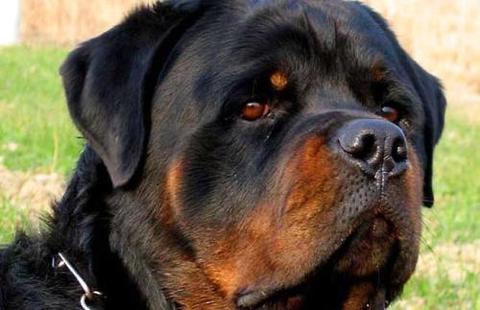 你了解罗威纳犬幼犬价钱吗？ 