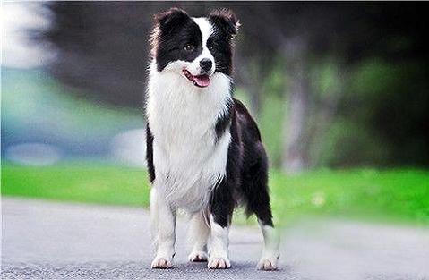 想养一只边疆牧羊犬？这篇文章便告知大师边疆牧羊犬的价钱   