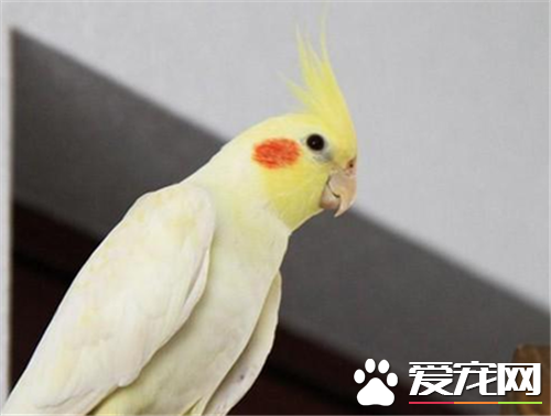 鸡尾鹦鹉练习 最佳固定一部分独自驯良