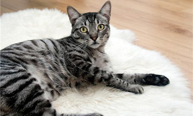 猫咪有洁癖，猫窝必定要干洁哦！