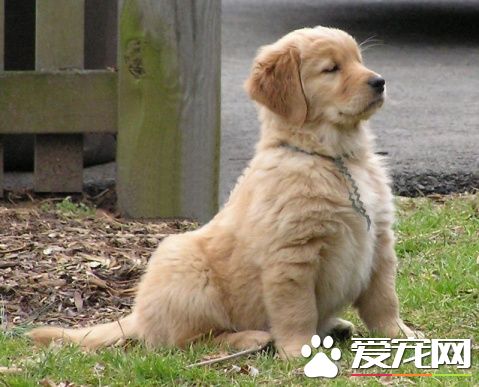 金毛寻回犬练习办法 练习时要竖立妥当的目的