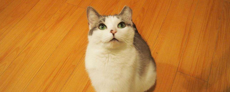 成猫成天吃几克猫粮